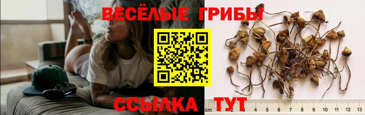 Острогожск  Галлюциногенные грибы MAGIC MUSHROOMS  закладка  Галлюциногенные грибы GOLDEN TEACHER  Вход с VPN 